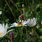 Arnica 2 By Interhome Appartement La Punt-Chamues-ch