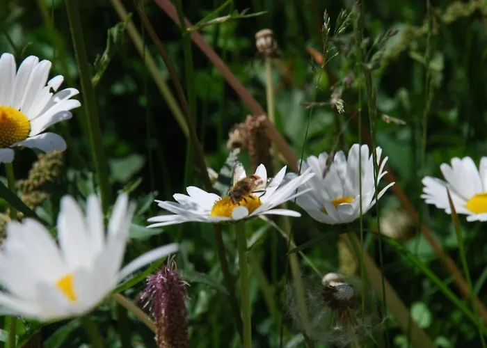 Arnica 2 By Interhome Appartamento La Punt-Chamues-ch